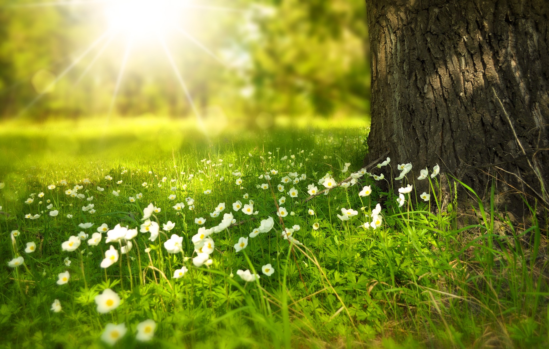 Sonne scheint über Blumenwiese.