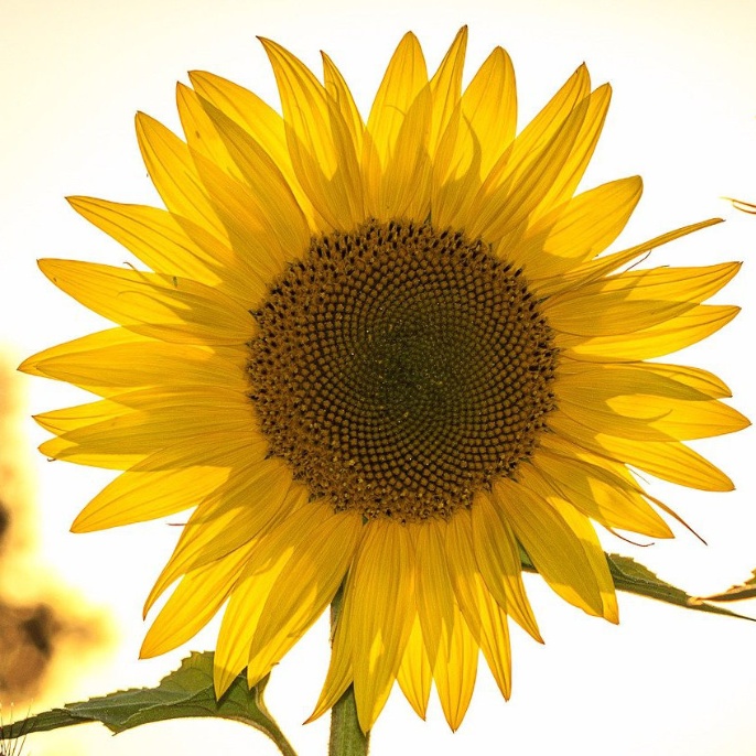 pixabay_mploscar_sunflower-g5ce1daa8d_1920_bearb
